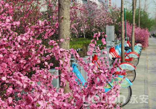 潍坊围绕市民出行需求  积极应对公共自行车借车高峰